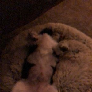 Meet your Posher, Tyler